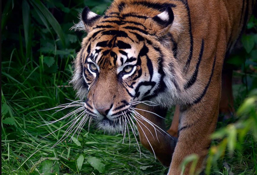 North Brother Island Wildlife Sanctuary, South Andaman, Andaman and Nicobar Islands - Vushii.com